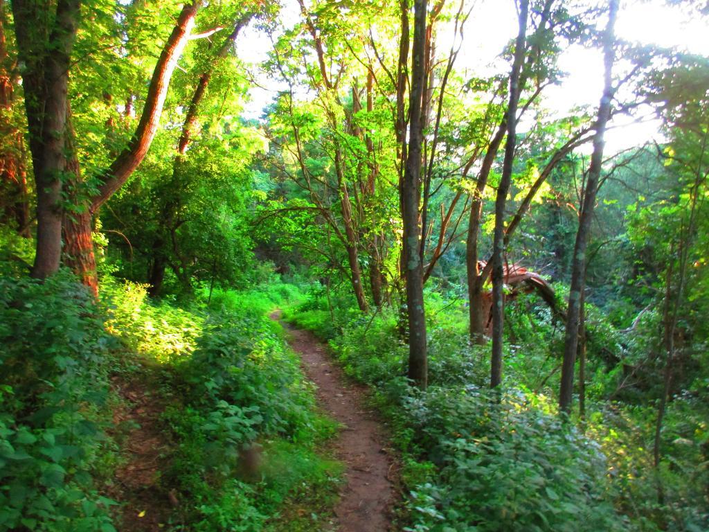 Photo: Trail