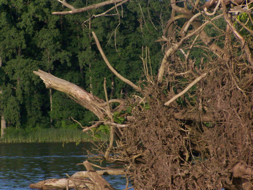 Photo: Roots