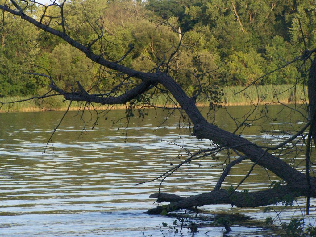 Photo: Branch