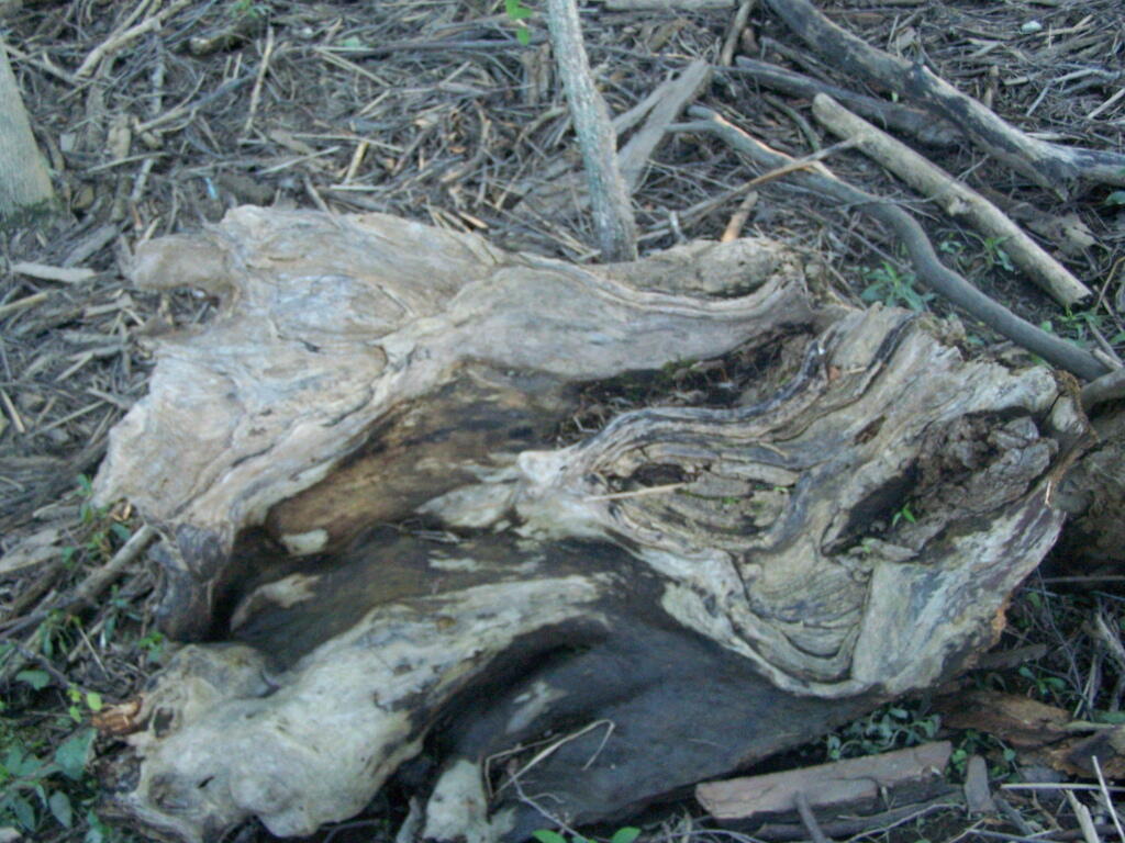 Photo: Driftwood Photo: Driftwood