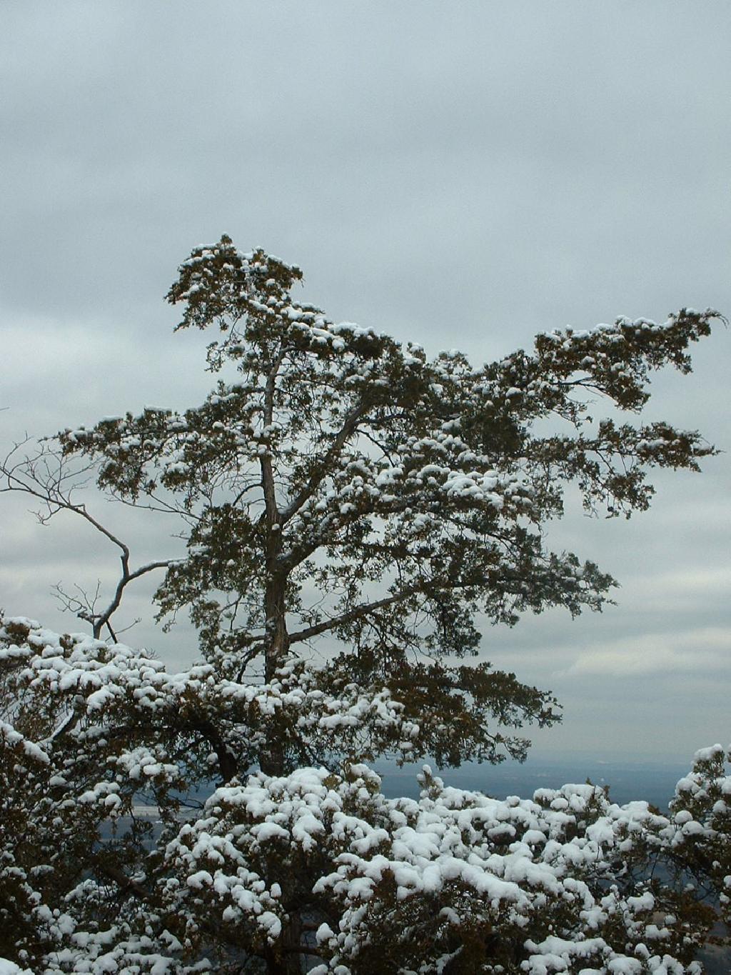 Photo: Tree with Snow Photo: Tree with Snow