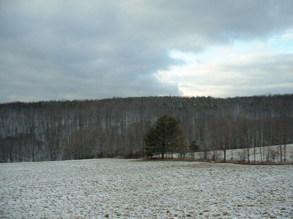 Photo: Irish Hill Forest Photo: Irish Hill Forest