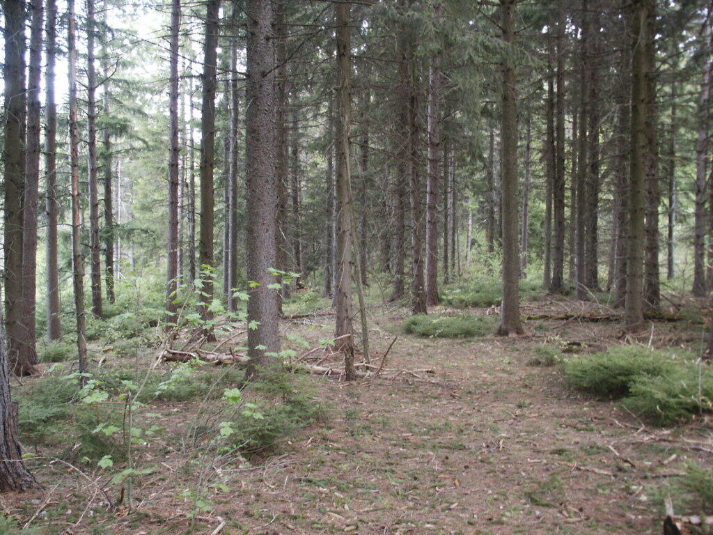 Photo: Trail to Firetower Too Hard to Follow