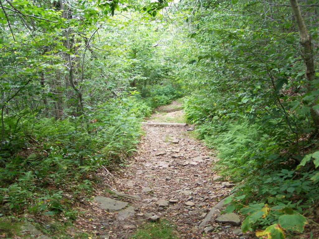 Photo: Old Woods Road Photo: Old Woods Road