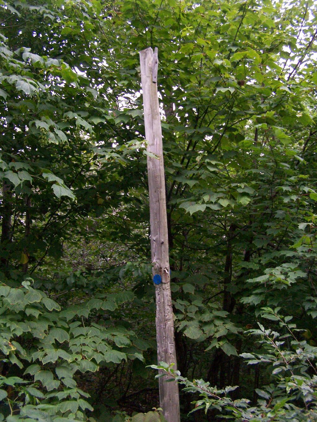 Photo: Telephone Poll Photo: Telephone Poll