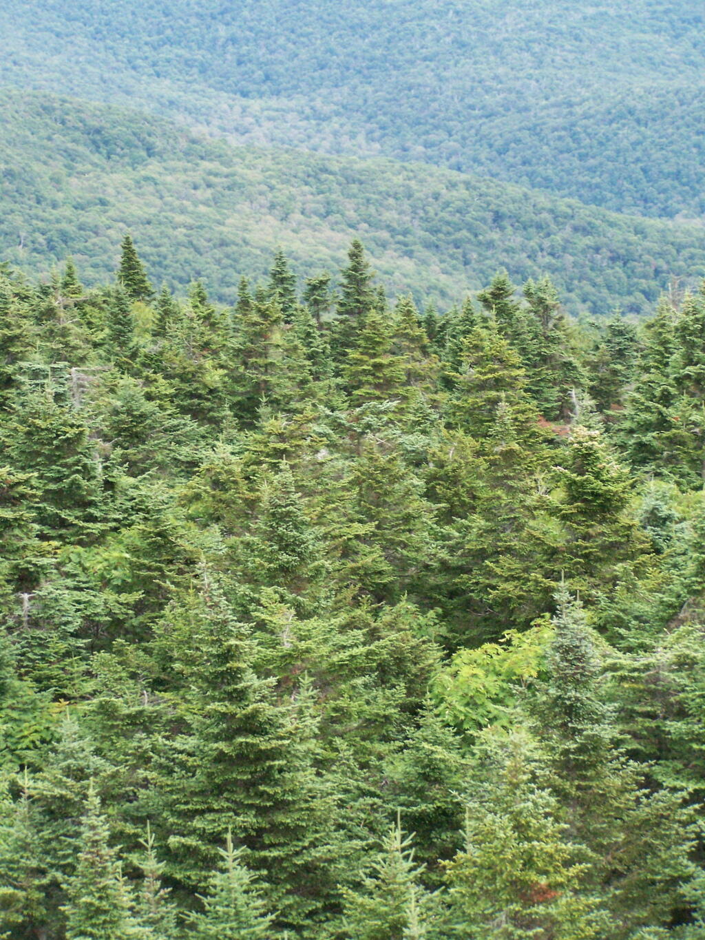 Photo: Pine Trees