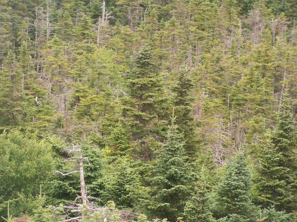 Photo: Trees