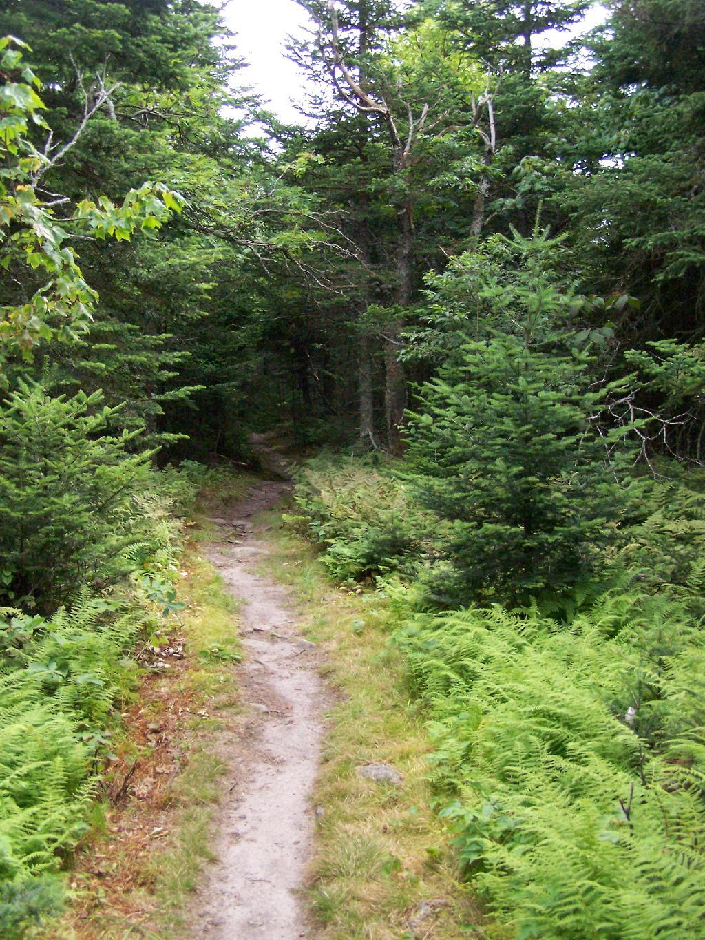 Photo: Trail Across Balsam Lake Mountain