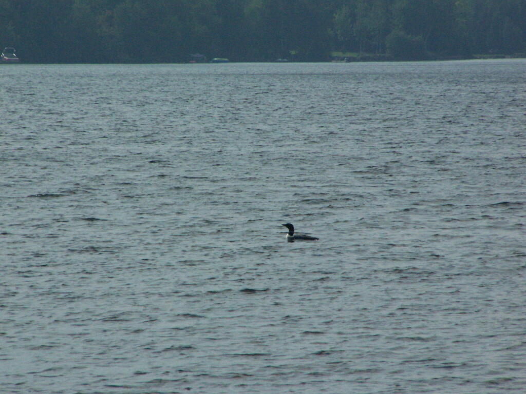 Photo: Loon Photo: Loon