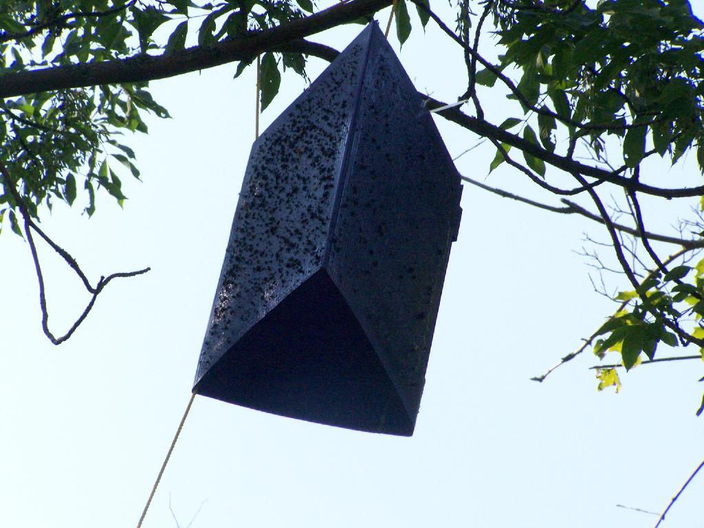 Photo: Emerald Ash Borer Trap Photo: Emerald Ash Borer Trap