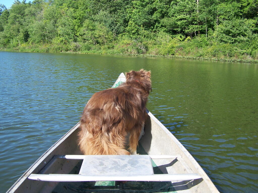 Photo: Dog at the Bow