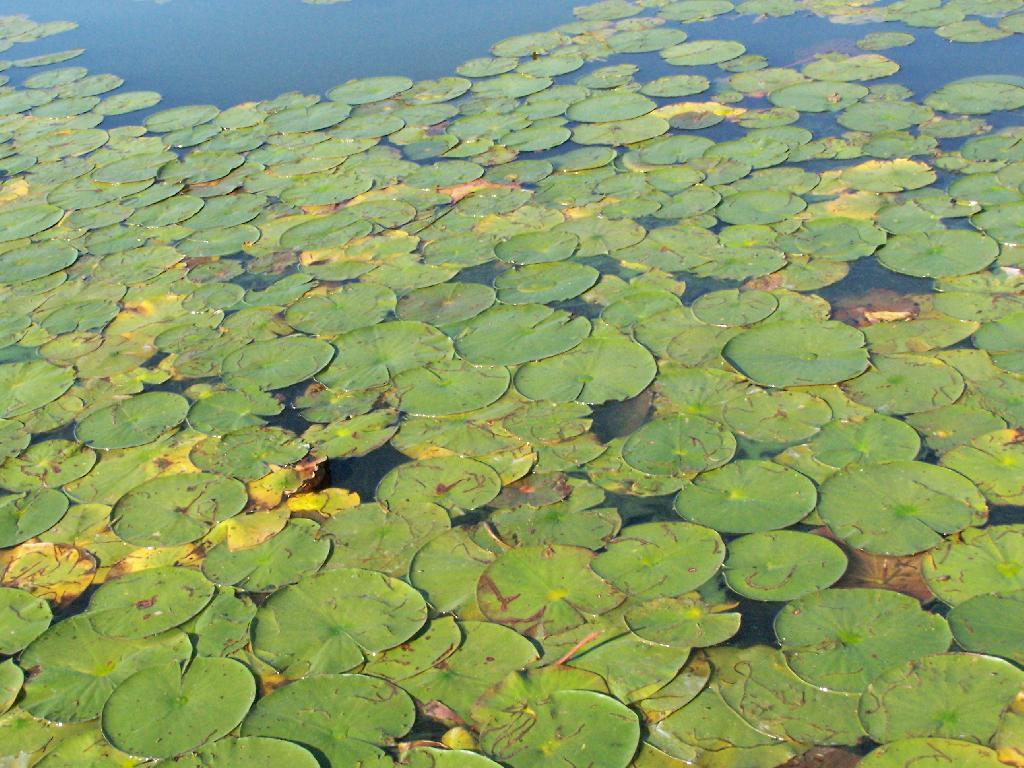 Photo: Pond Lilies