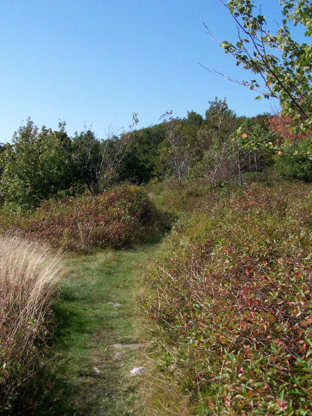 Photo: Along Taconic Crest Trail Photo: Along Taconic Crest Trail