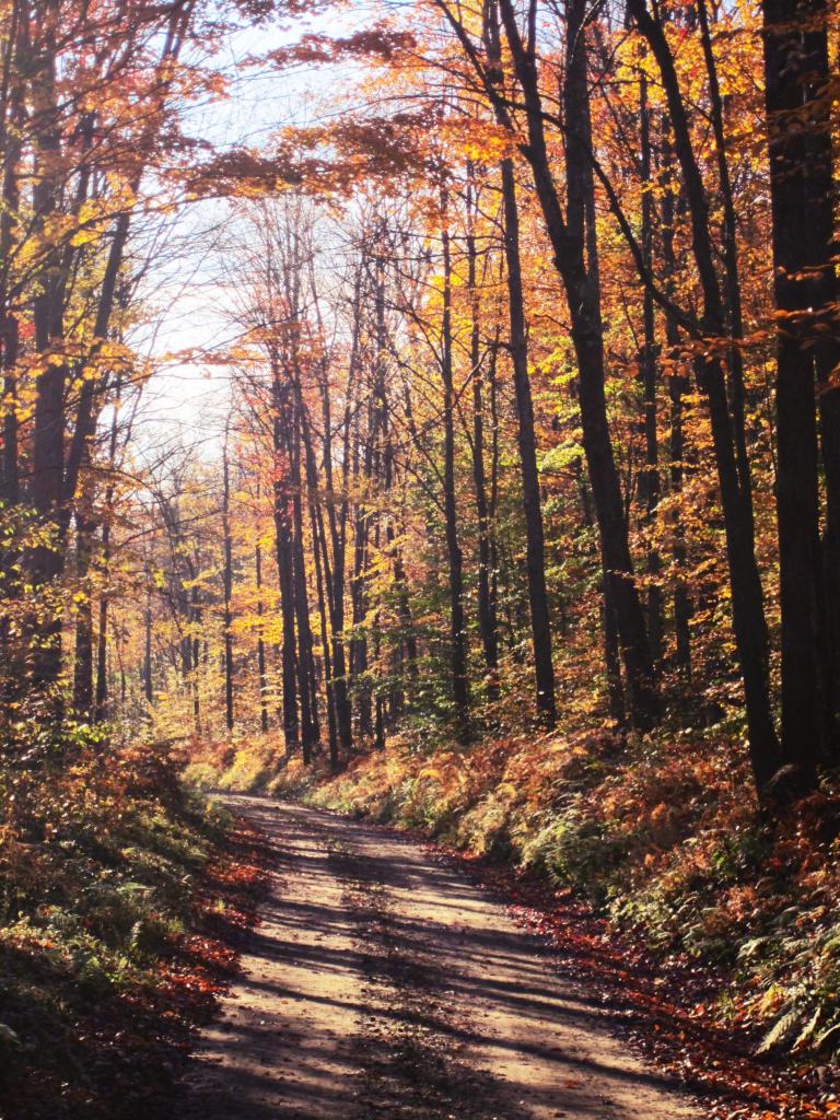 Photo: Fall Morning Along the Gurling Run Photo: Fall Morning Along the Gurling Run