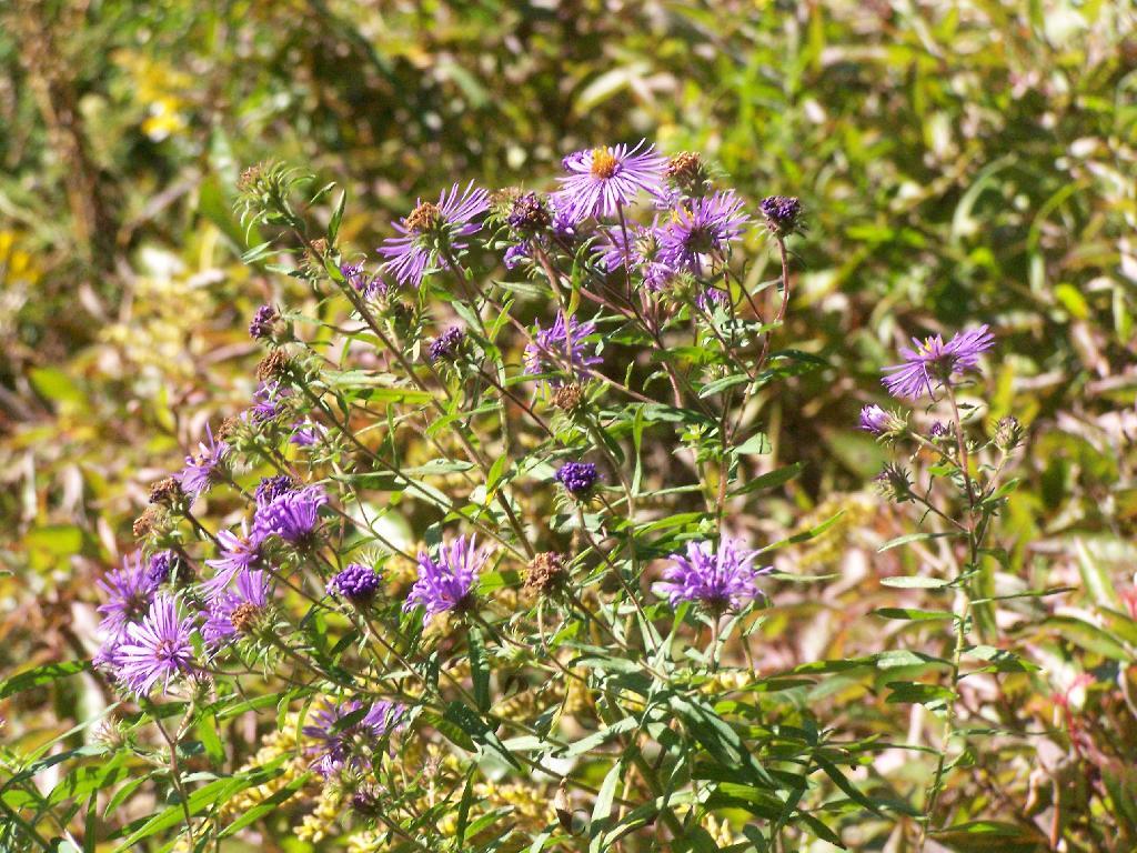 Photo: Knap Weed
