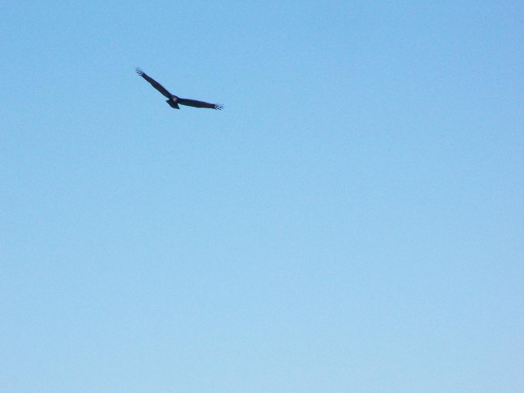 Photo: Turkey Vulture Photo: Turkey Vulture