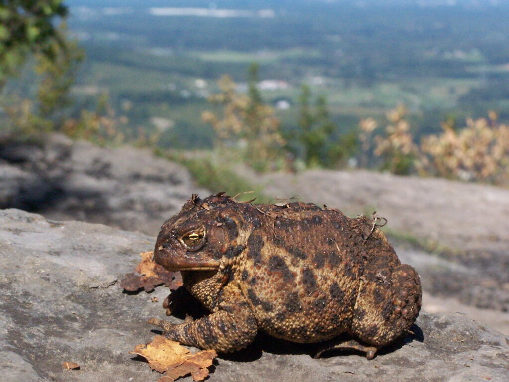 Photo: Toad on Edge Photo: Toad on Edge