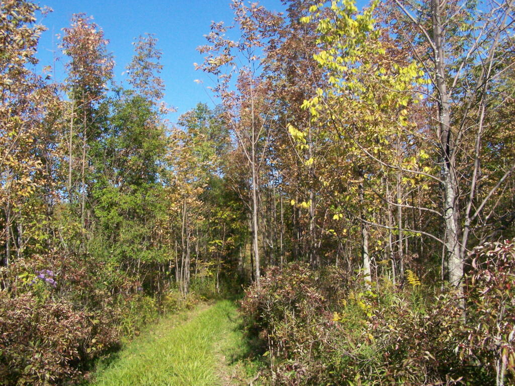 Photo: Filling in Meadow Photo: Filling in Meadow