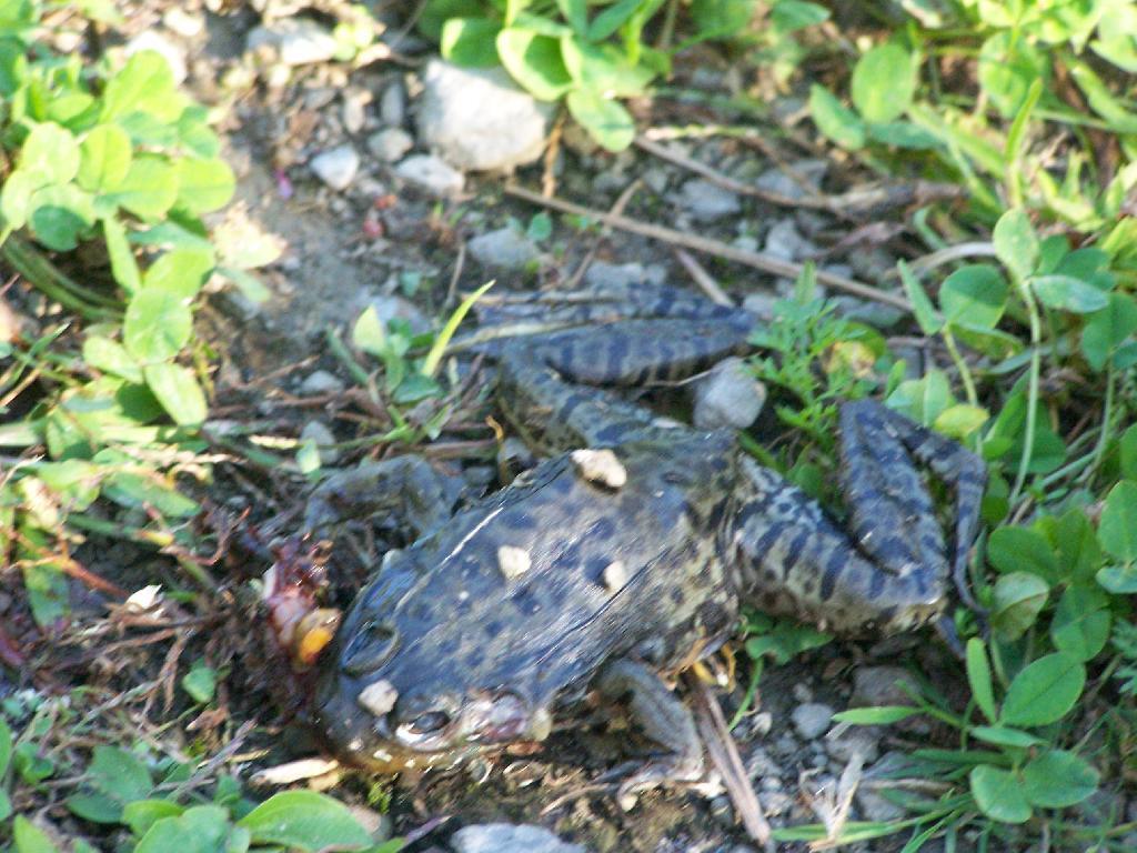 Photo: Dead Frog Photo: Dead Frog