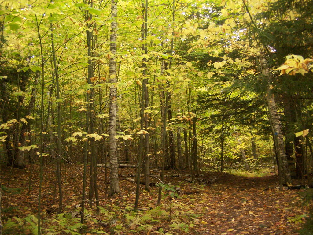 Photo: Old Woods Road Photo: Old Woods Road