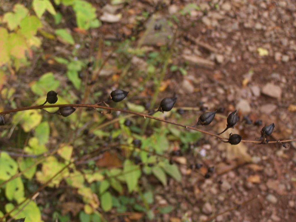 Photo: Sounds Like a Rattle Snake