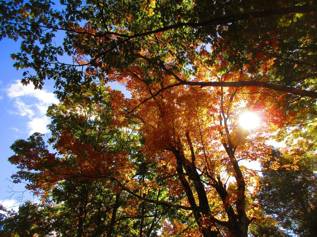 Photo: Autumn Afternoons in the Hammock