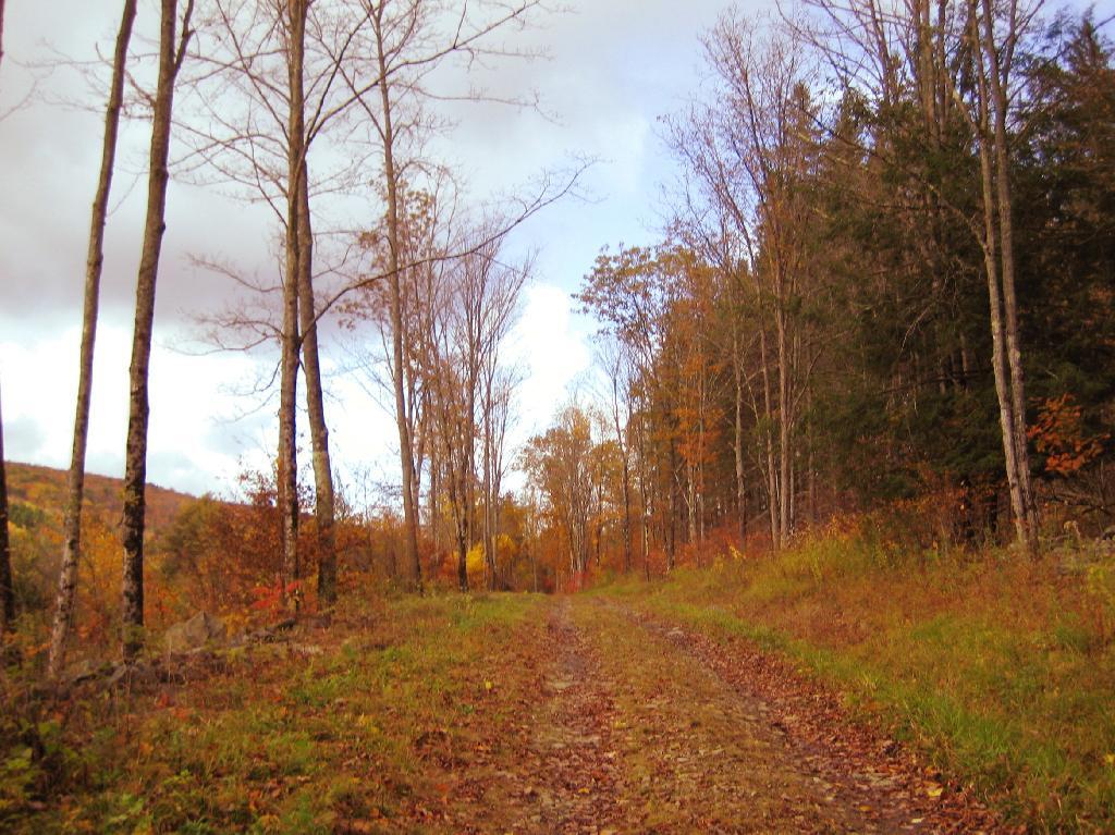 Photo: Betty Brook Road