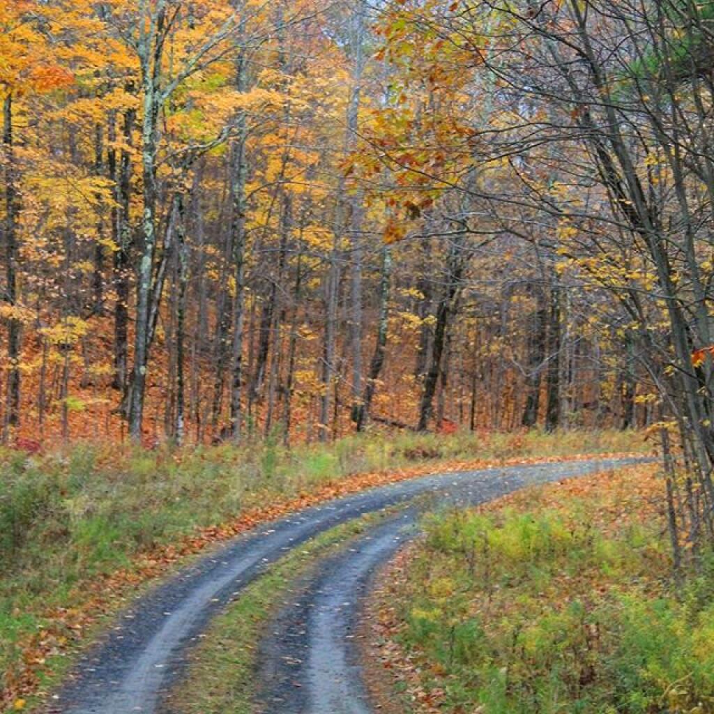 Photo: Pheasant Truck Trail Photo: Pheasant Truck Trail