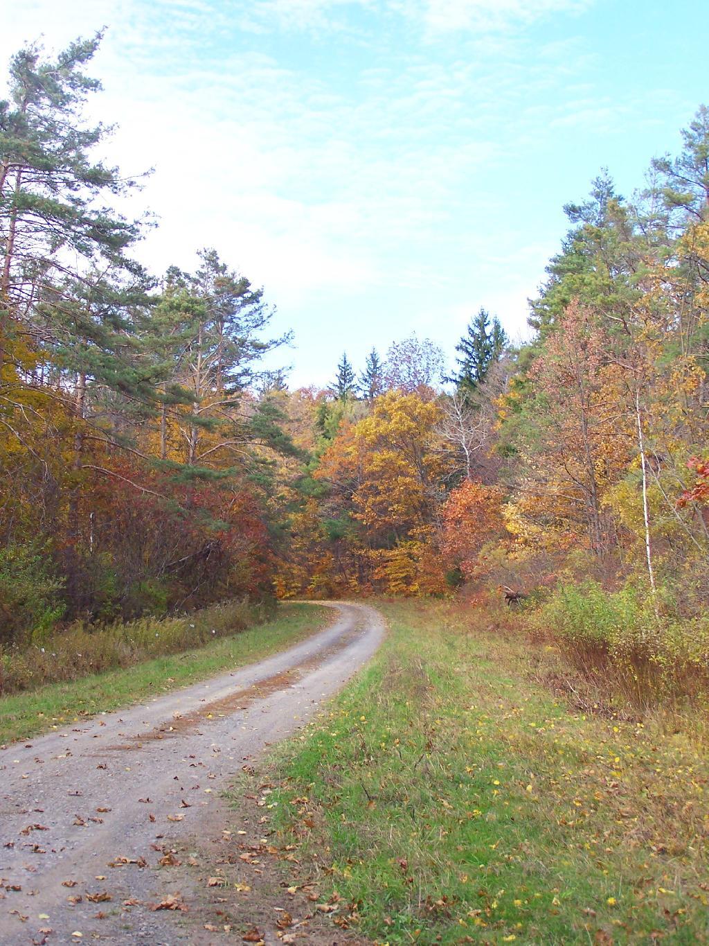Photo: Curve on Peasant Truck Trail Photo: Curve on Peasant Truck Trail