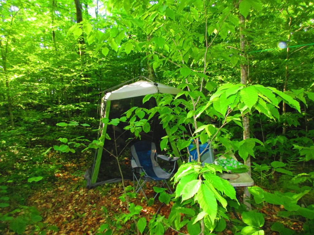 Photo: Hammock Camp in the Woods Photo: Hammock Camp in the Woods