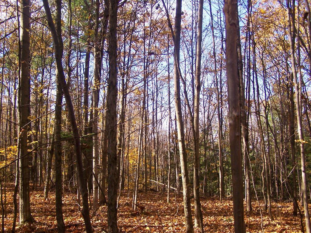 Photo: Walking through the Woods Photo: Walking through the Woods