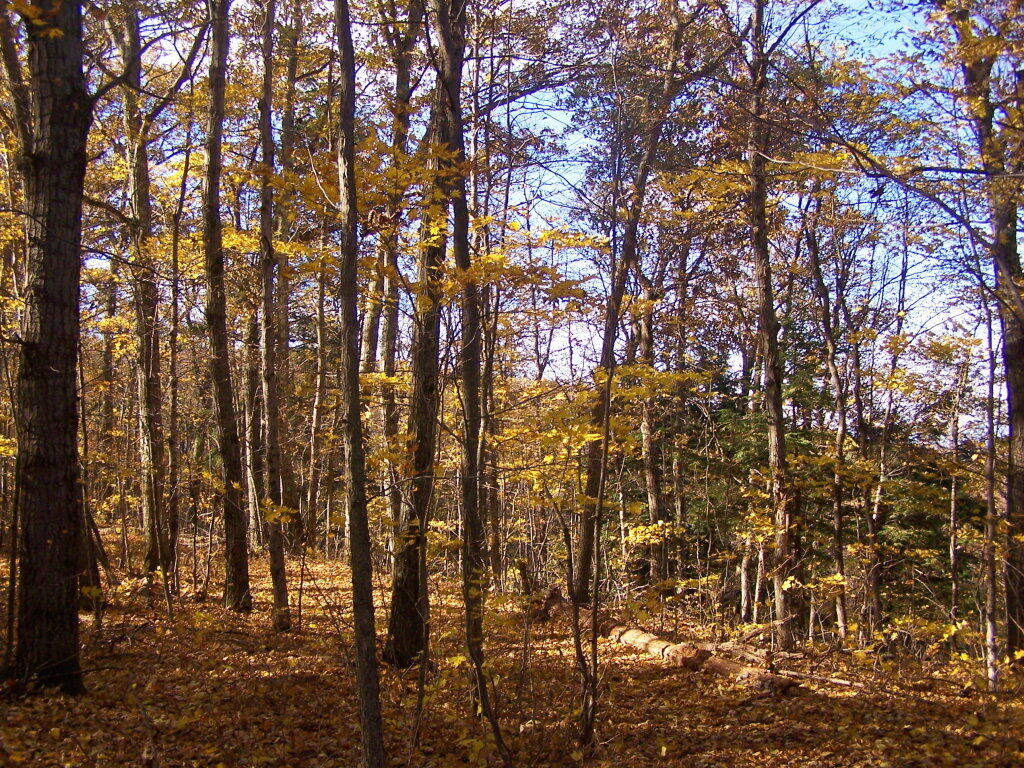 Photo: Along the Old Woods Road