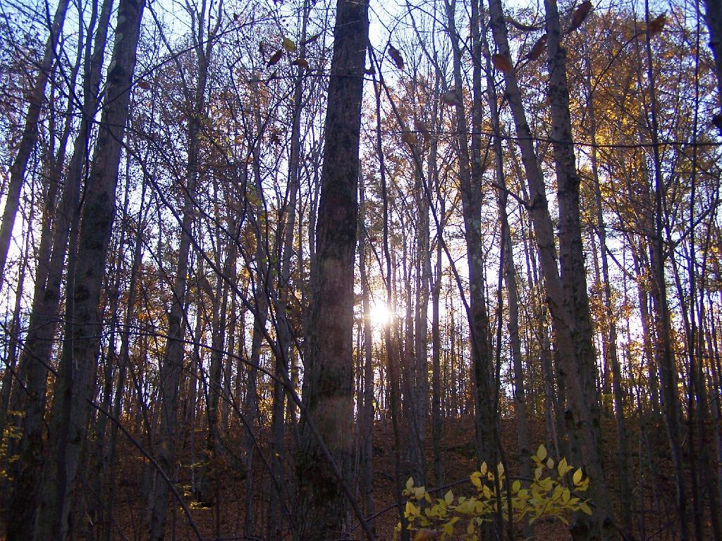 Photo: Lowering Sun