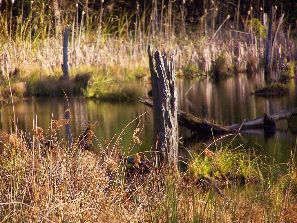 Photo: Wetlands Photo: Wetlands