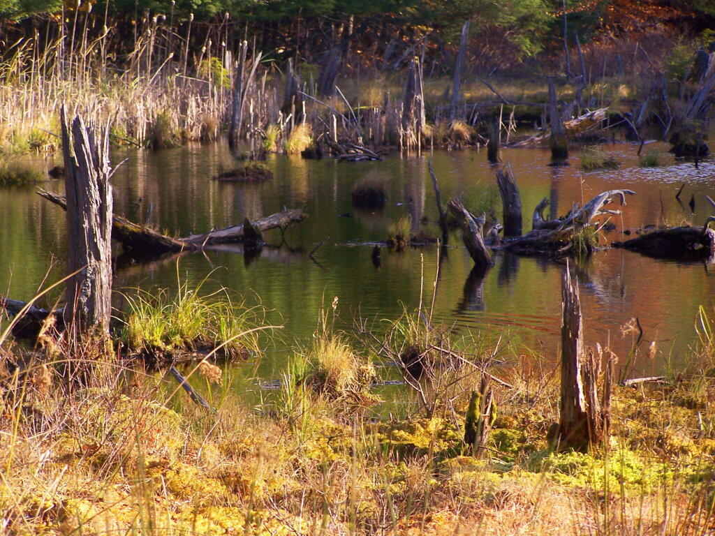 Photo: More Wetlands Photo: More Wetlands