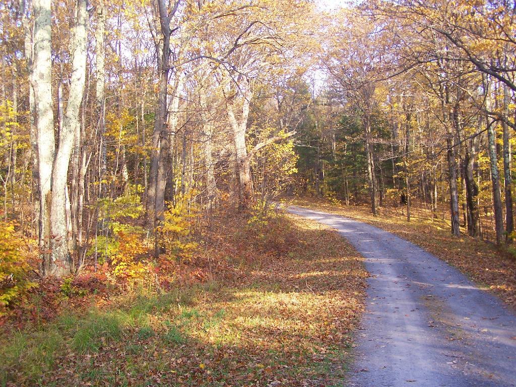 Photo: Along Pheasant Truck Trail Photo: Along Pheasant Truck Trail