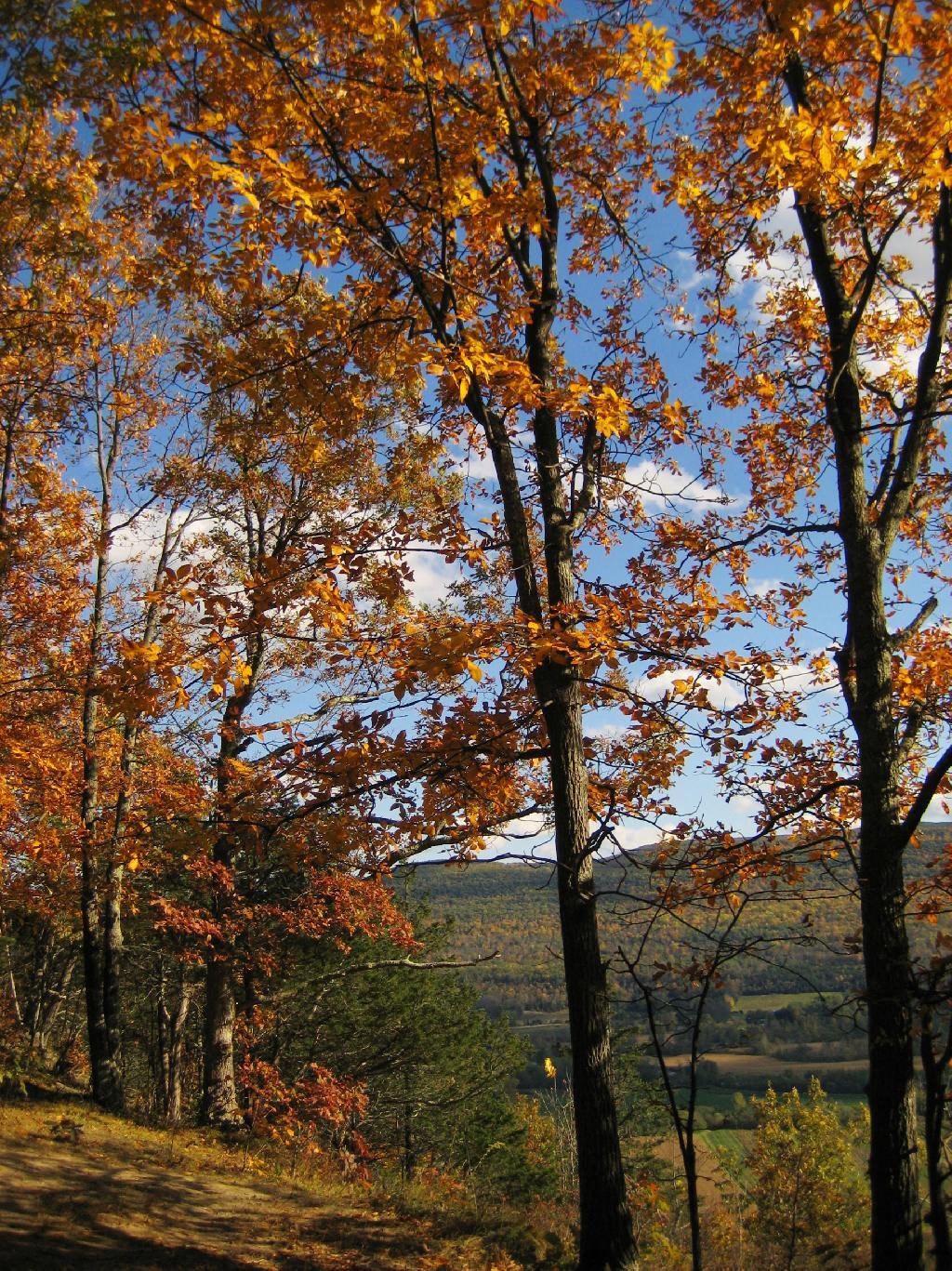 Photo: Maples Climb the Hill