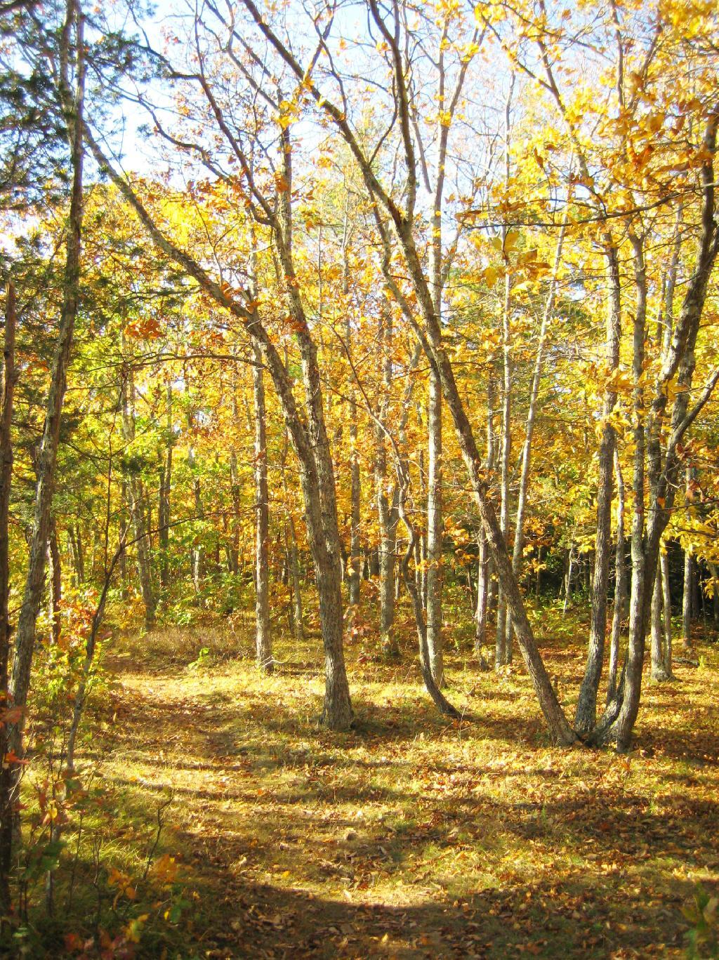 Photo: Trail