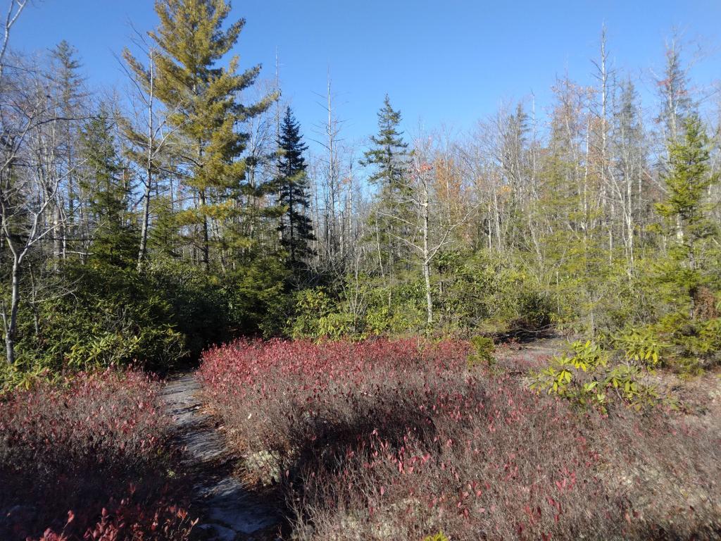Photo: Heath barrens along the Davis Trail