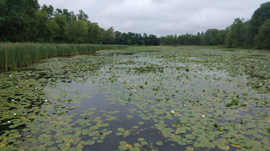 Photo: Wetlands