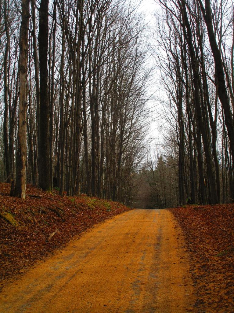 Photo: Tammerac Needles Cover the Road