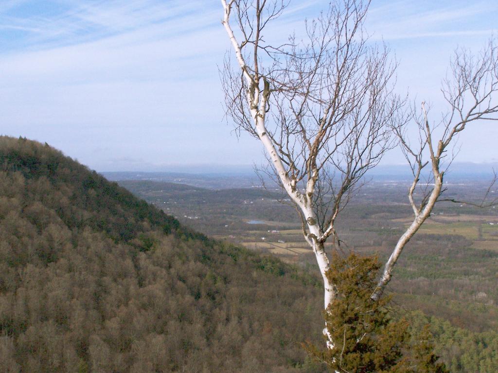 Photo: Birch Photo: Birch