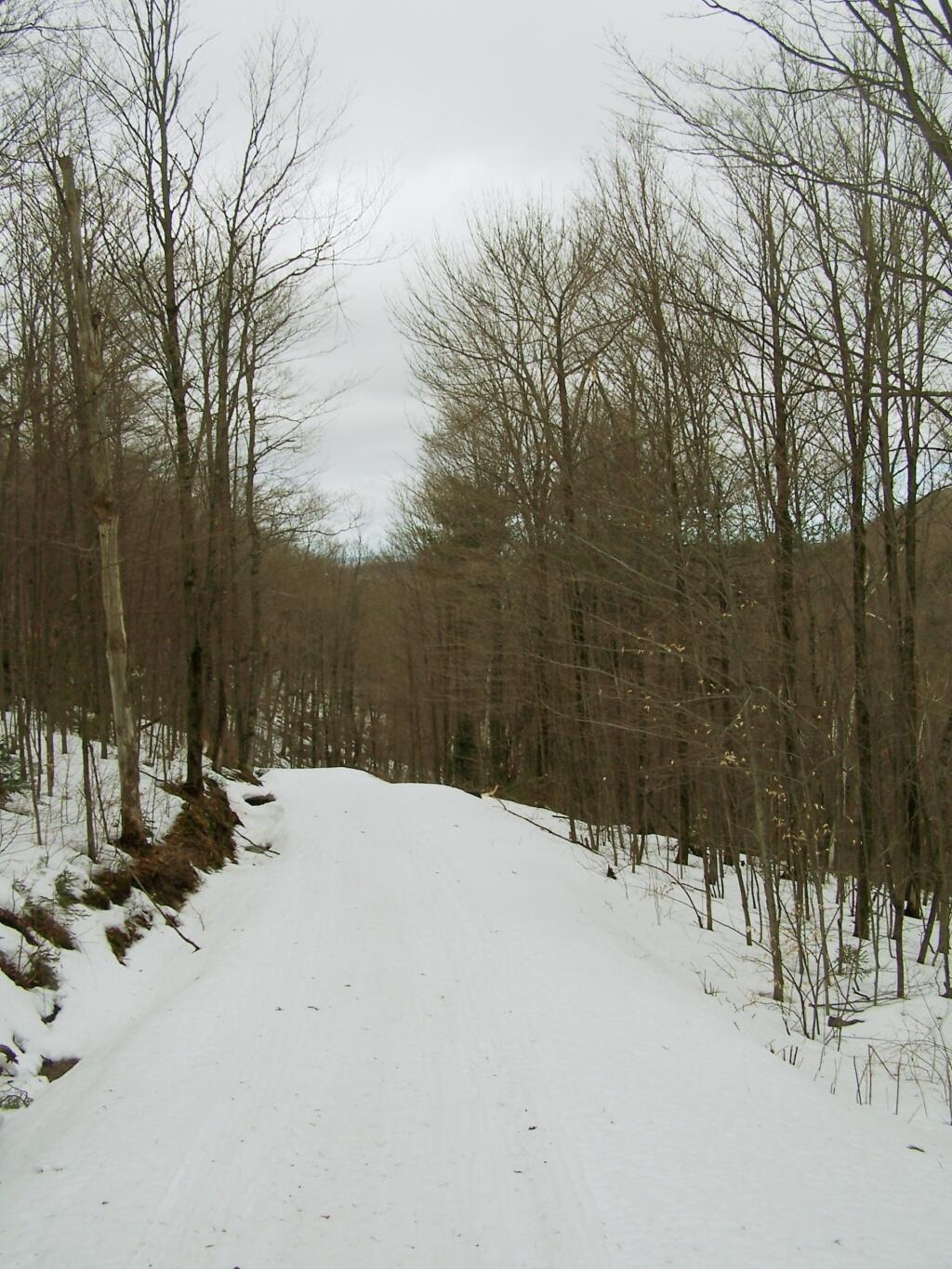 Photo: Old Woods Road