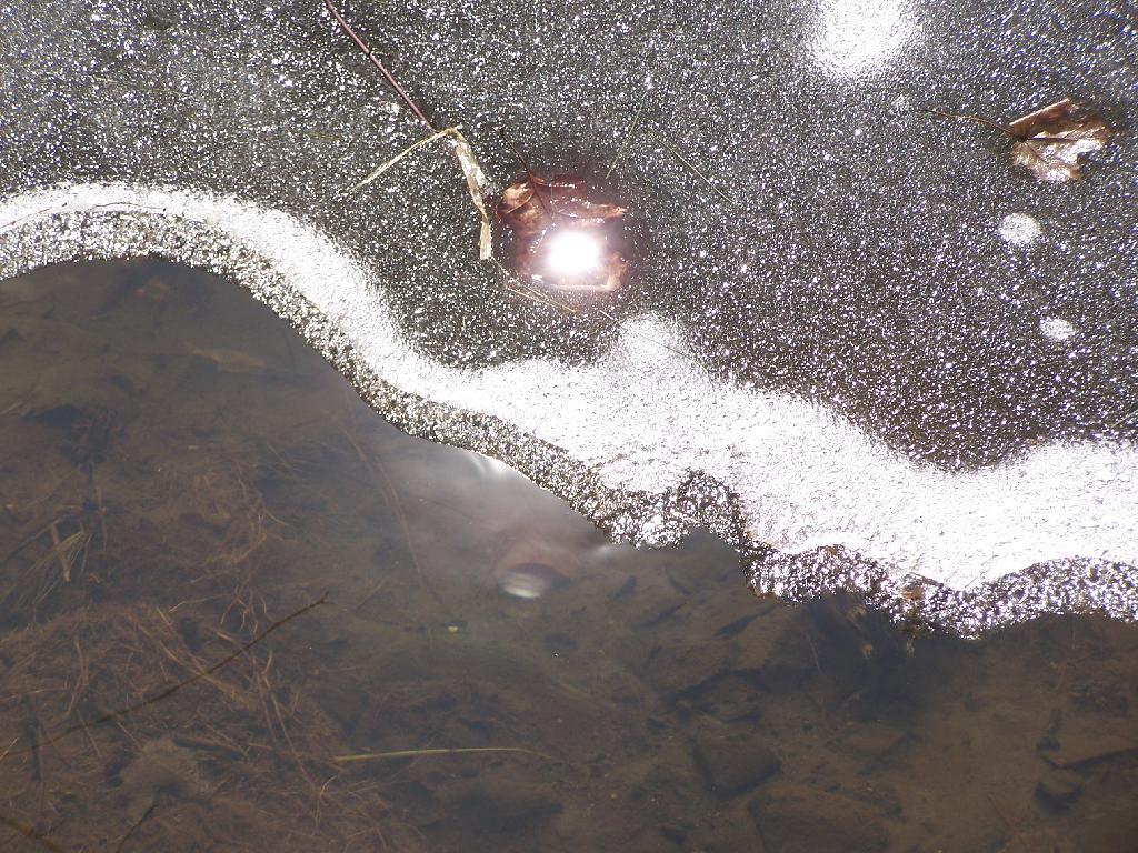 Photo: Ice on Swamp