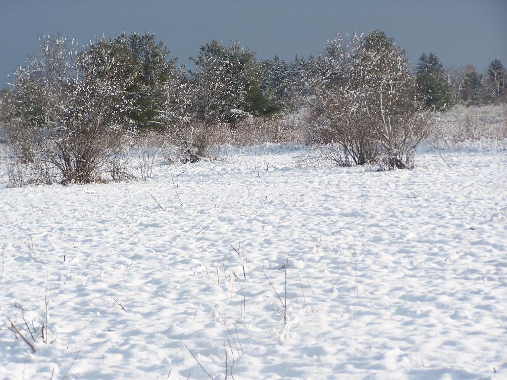 Photo: Snow