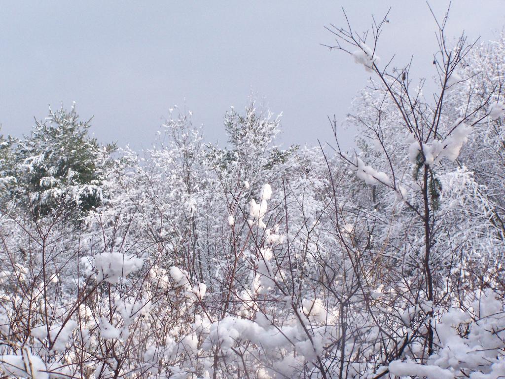 Photo: Snow on Trees
