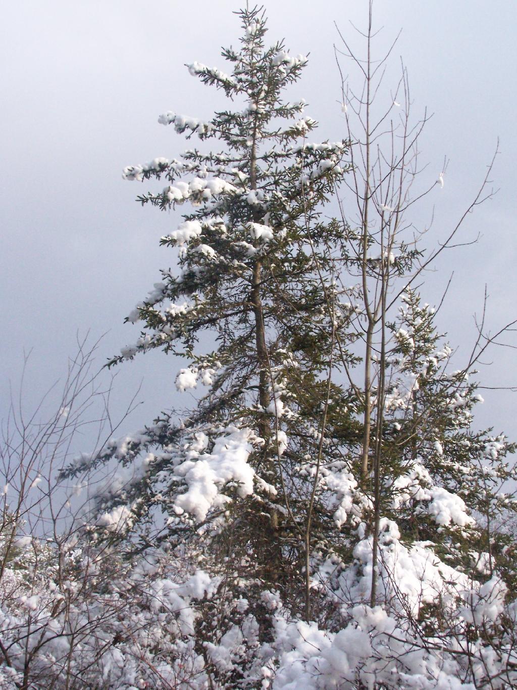 Photo: Coniferous Tree