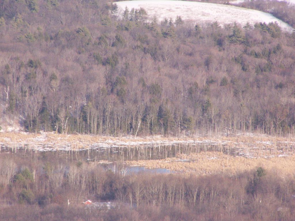 Photo: Altamont Swamp Photo: Altamont Swamp