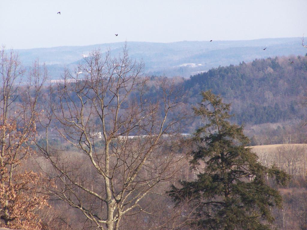 Photo: Birds