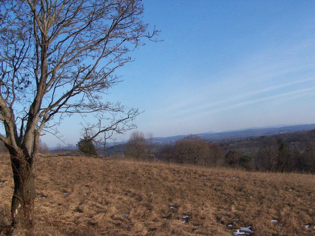 Photo: Tree